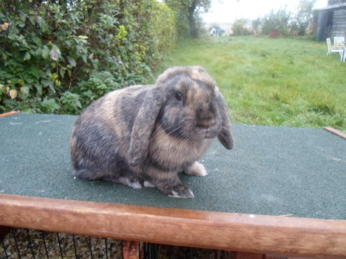 Kanin Maddie billede 4