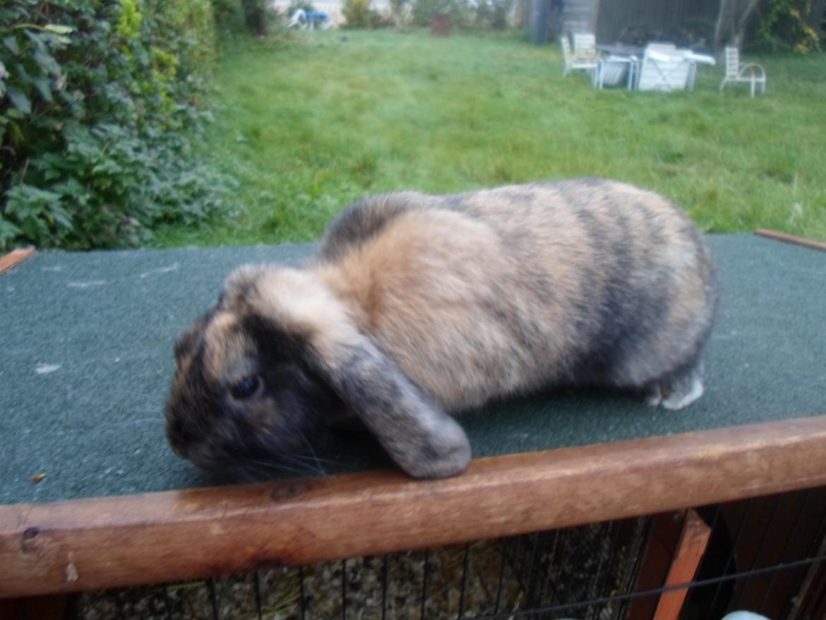 Kanin Maddie billede 5