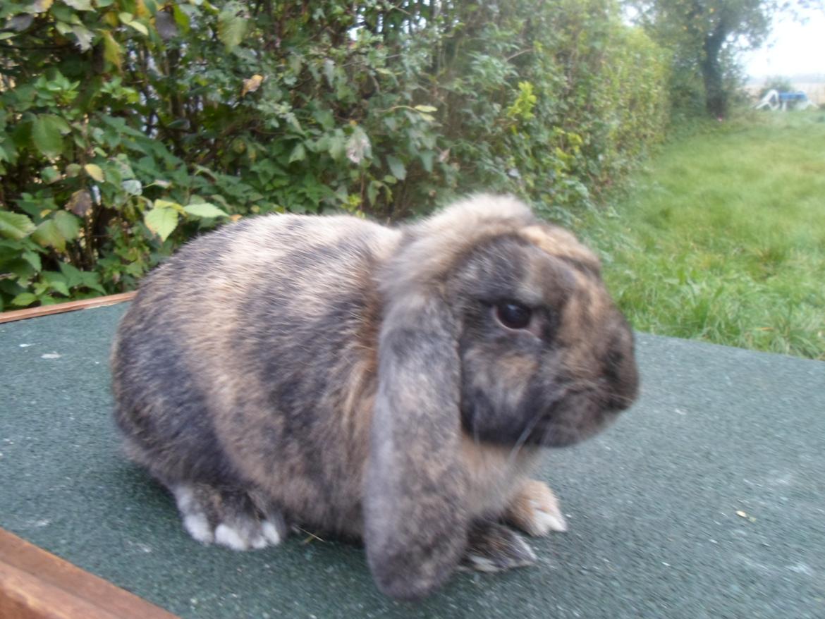 Kanin Maddie billede 6