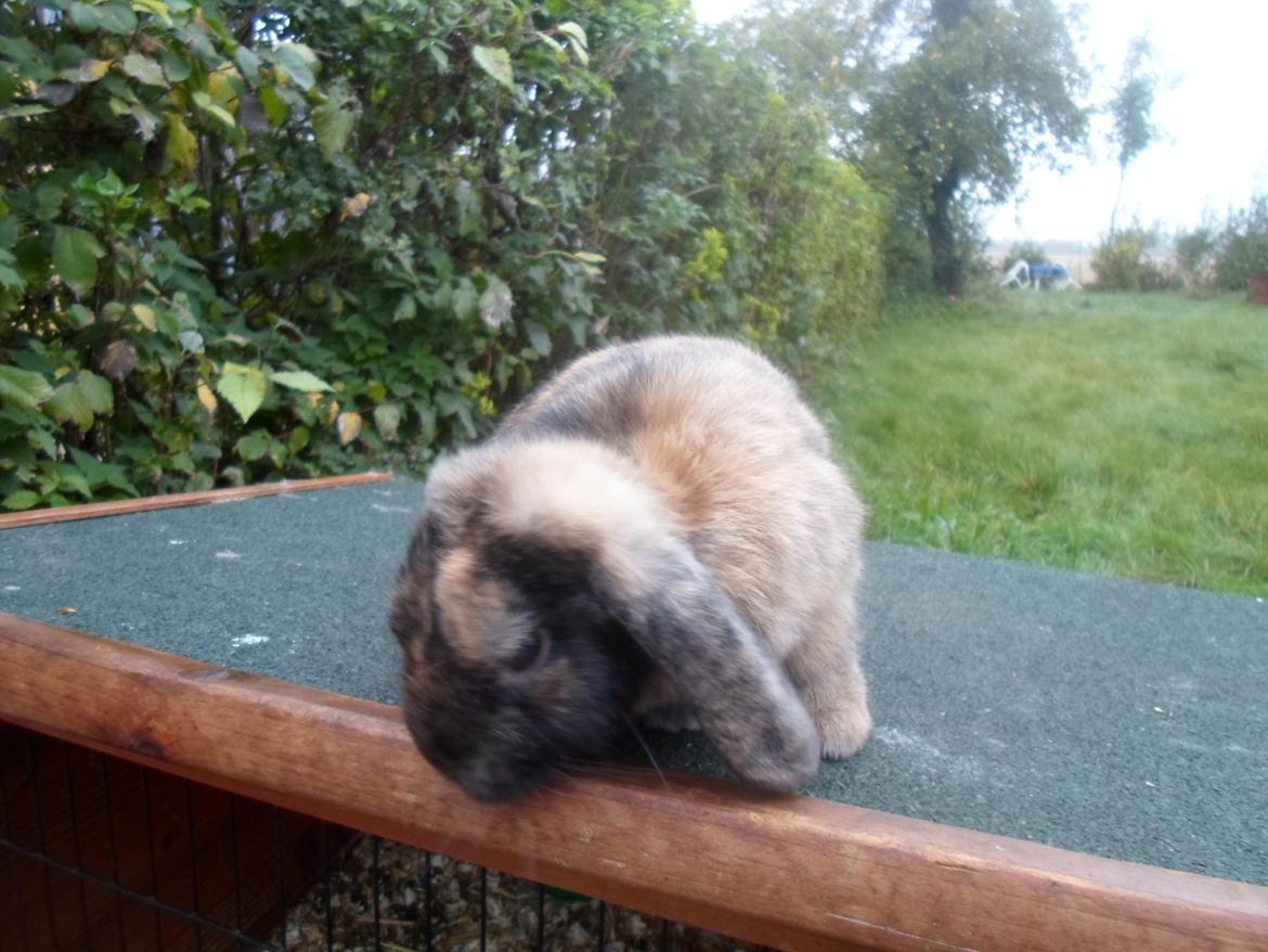 Kanin Maddie billede 7