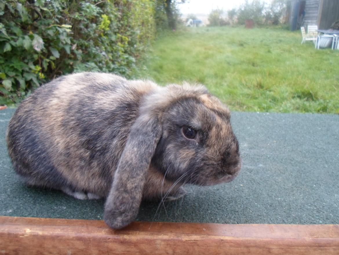 Kanin Maddie billede 8