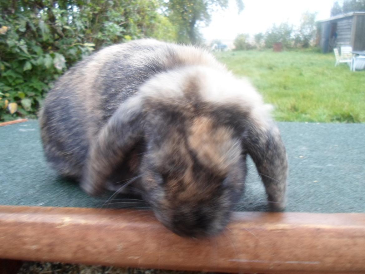 Kanin Maddie billede 9