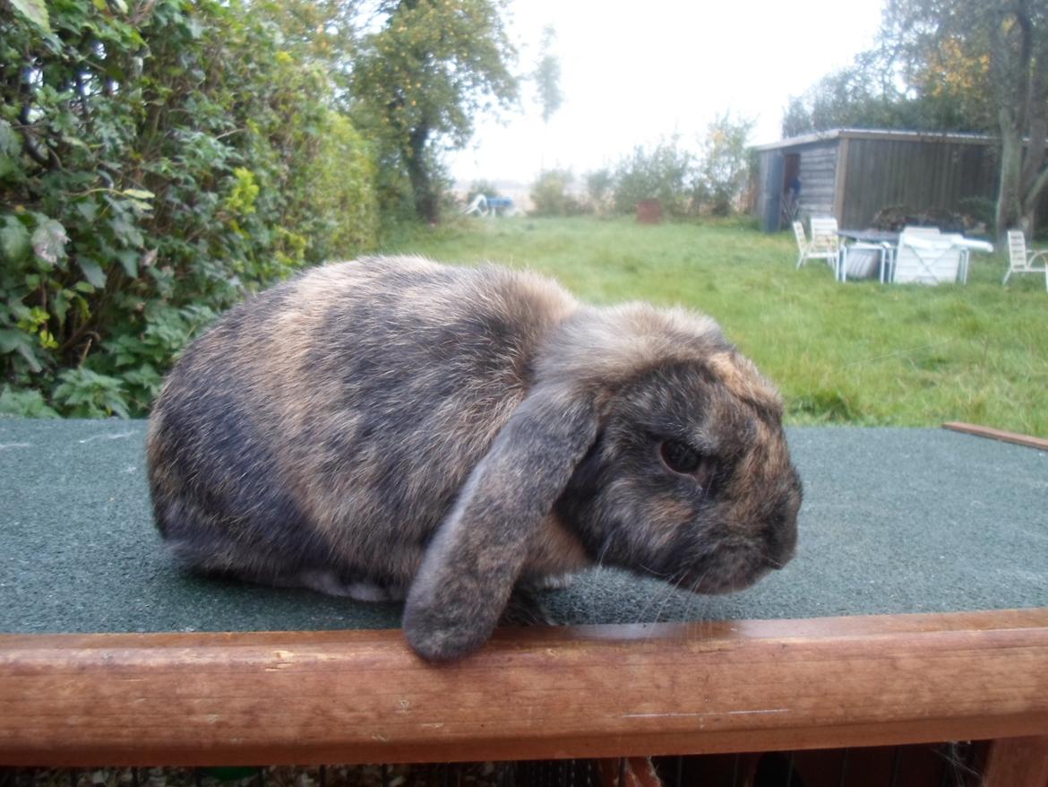 Kanin Maddie billede 10