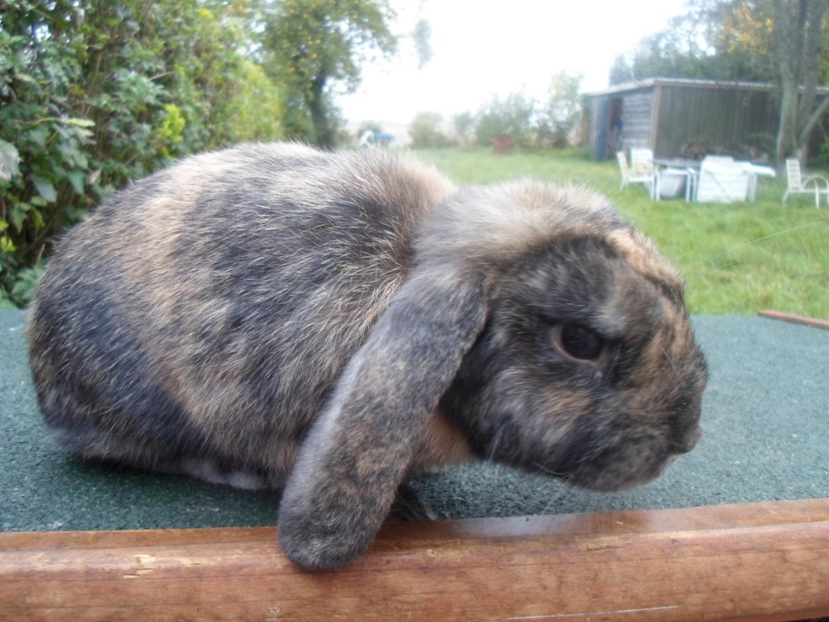 Kanin Maddie billede 11