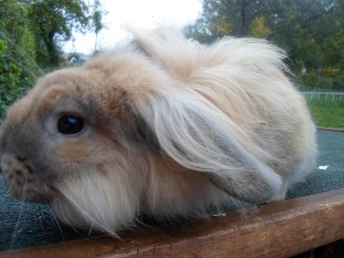 Kanin Tantetuts Malie billede 1