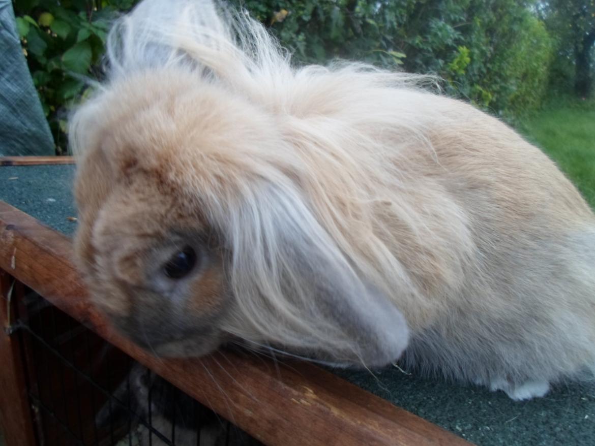 Kanin Tantetuts Malie billede 2