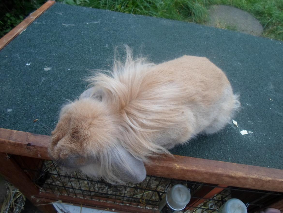 Kanin Tantetuts Malie billede 3