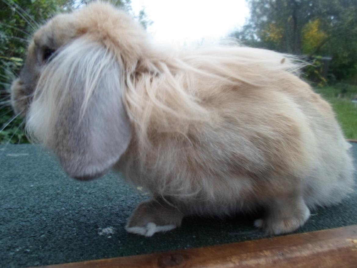 Kanin Tantetuts Malie billede 4