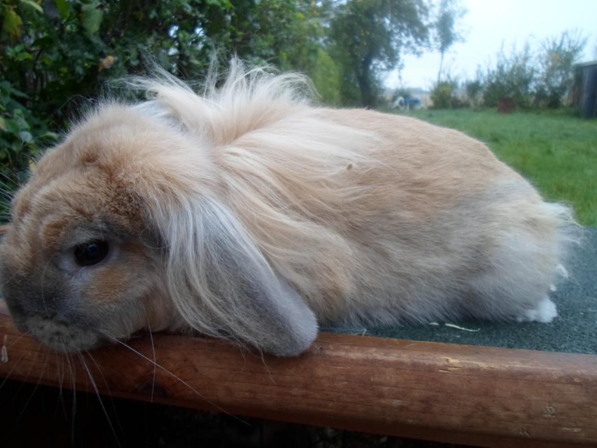 Kanin Tantetuts Malie billede 5