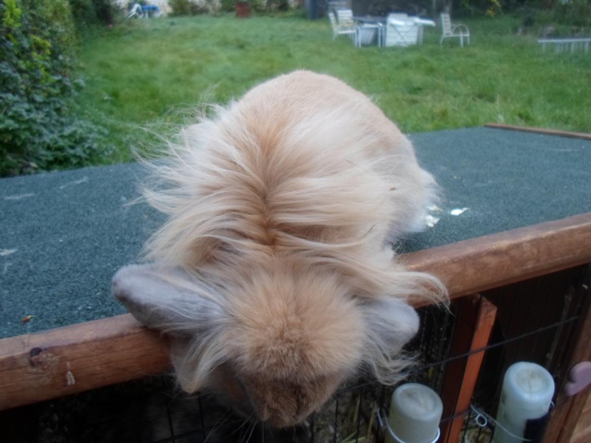 Kanin Tantetuts Malie billede 6