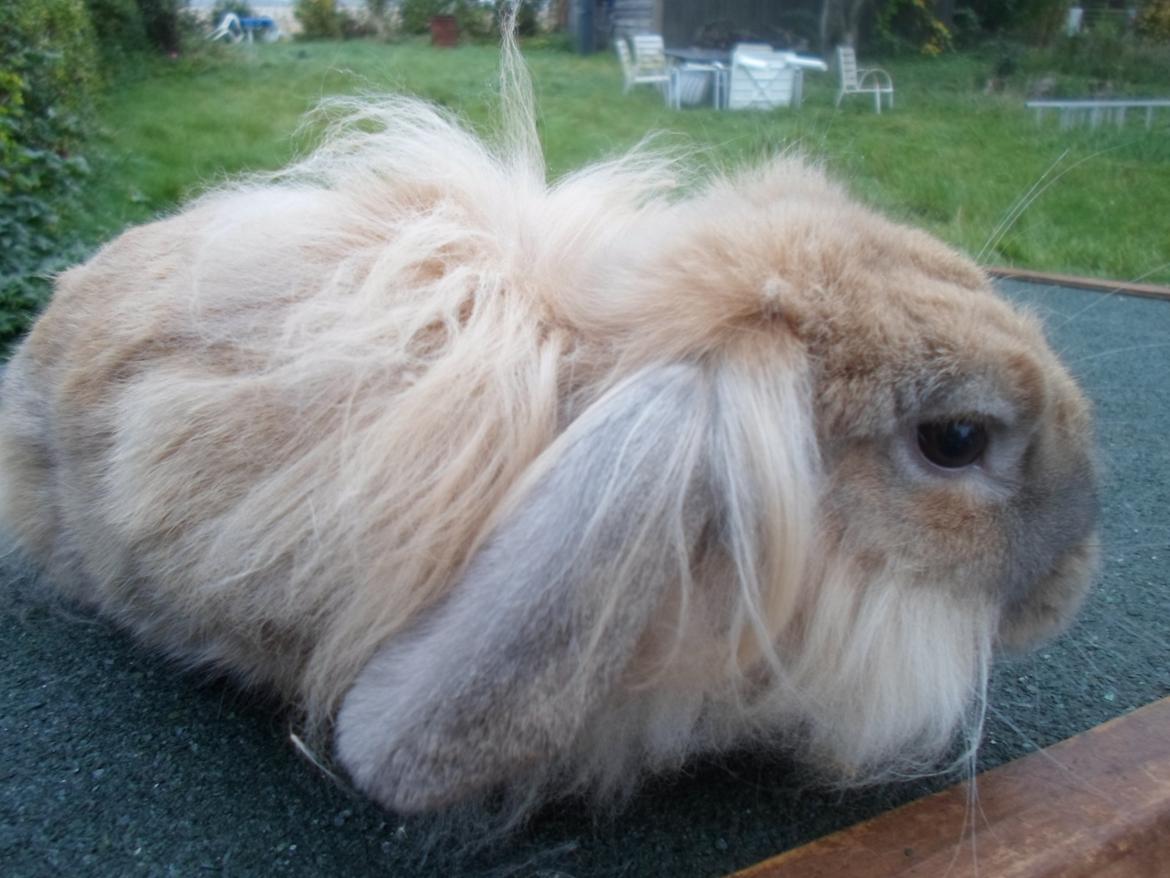 Kanin Tantetuts Malie billede 7