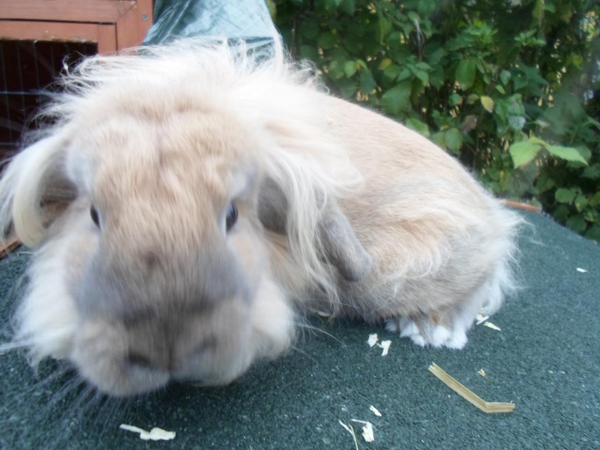 Kanin Tantetuts Malie billede 8