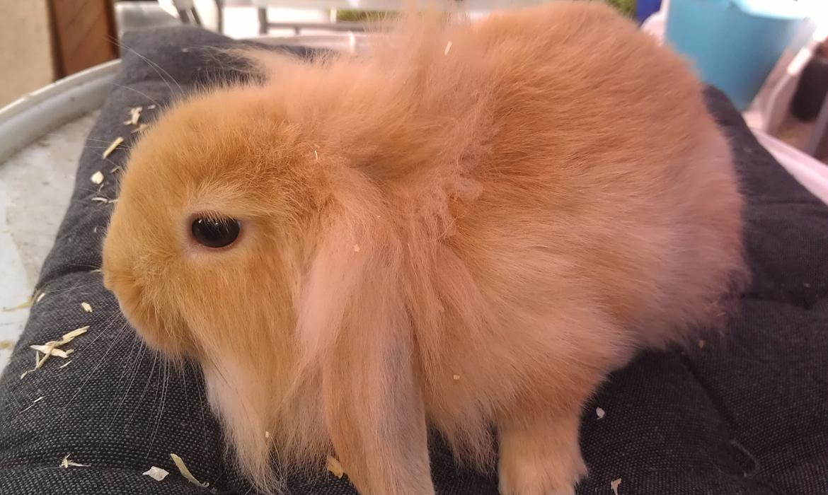 Kanin Tantetuts Malie billede 9