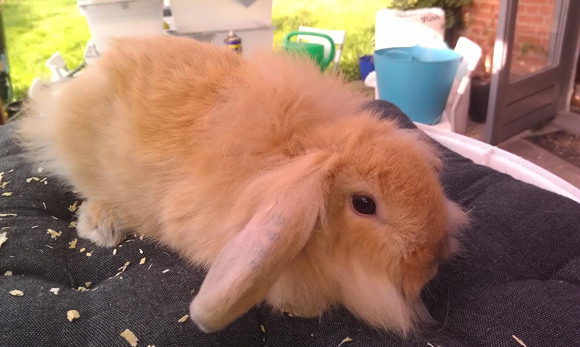 Kanin Tantetuts Malie billede 10