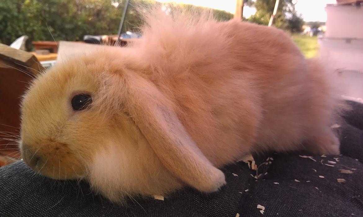 Kanin Tantetuts Malie billede 11