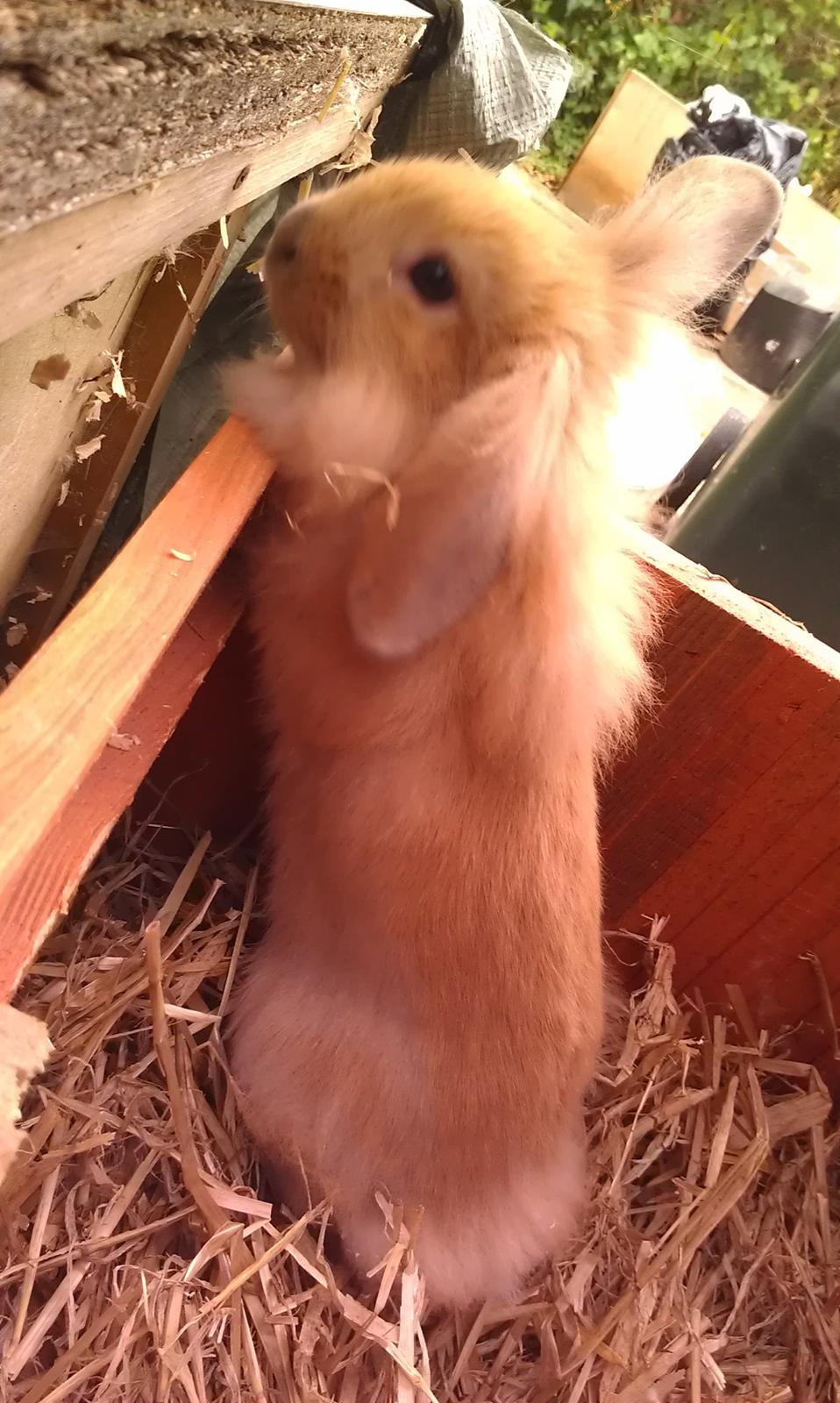 Kanin Tantetuts Malie billede 12