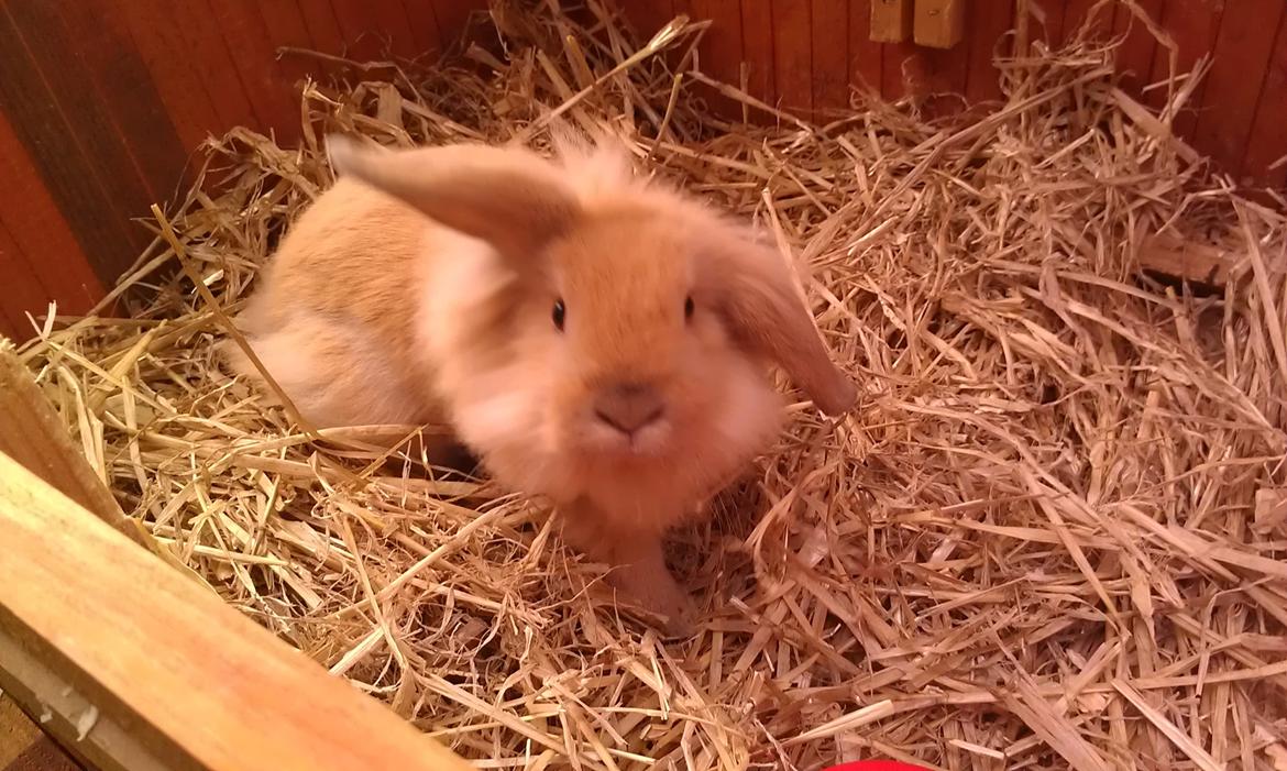 Kanin Tantetuts Malie billede 13