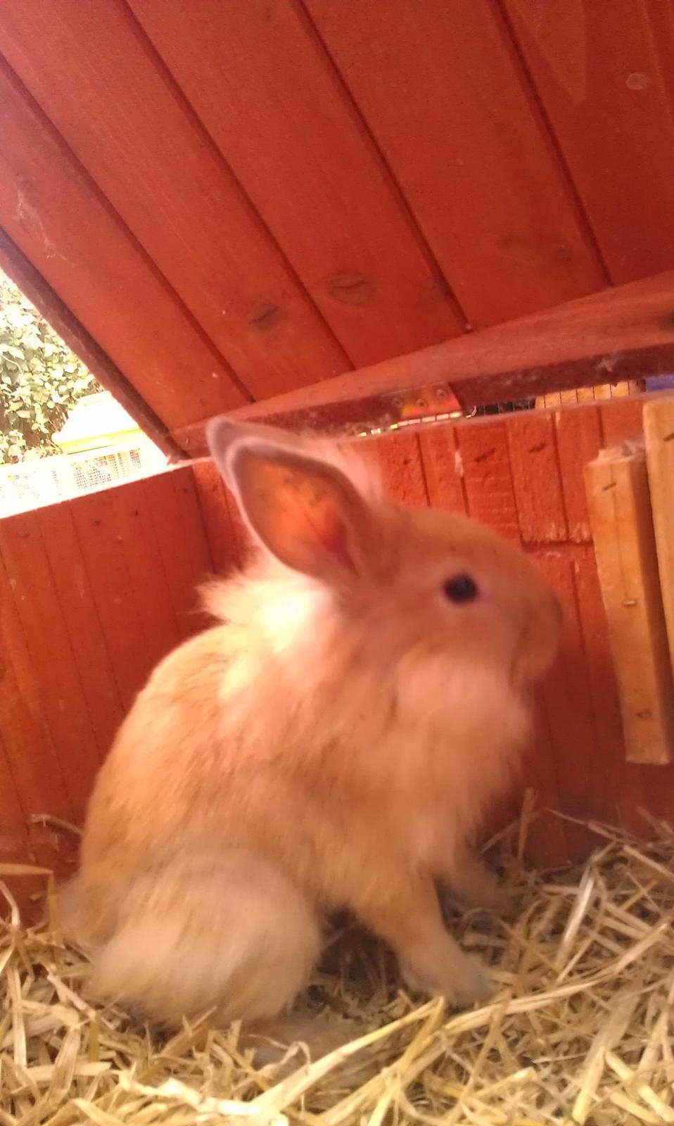 Kanin Tantetuts Malie billede 14