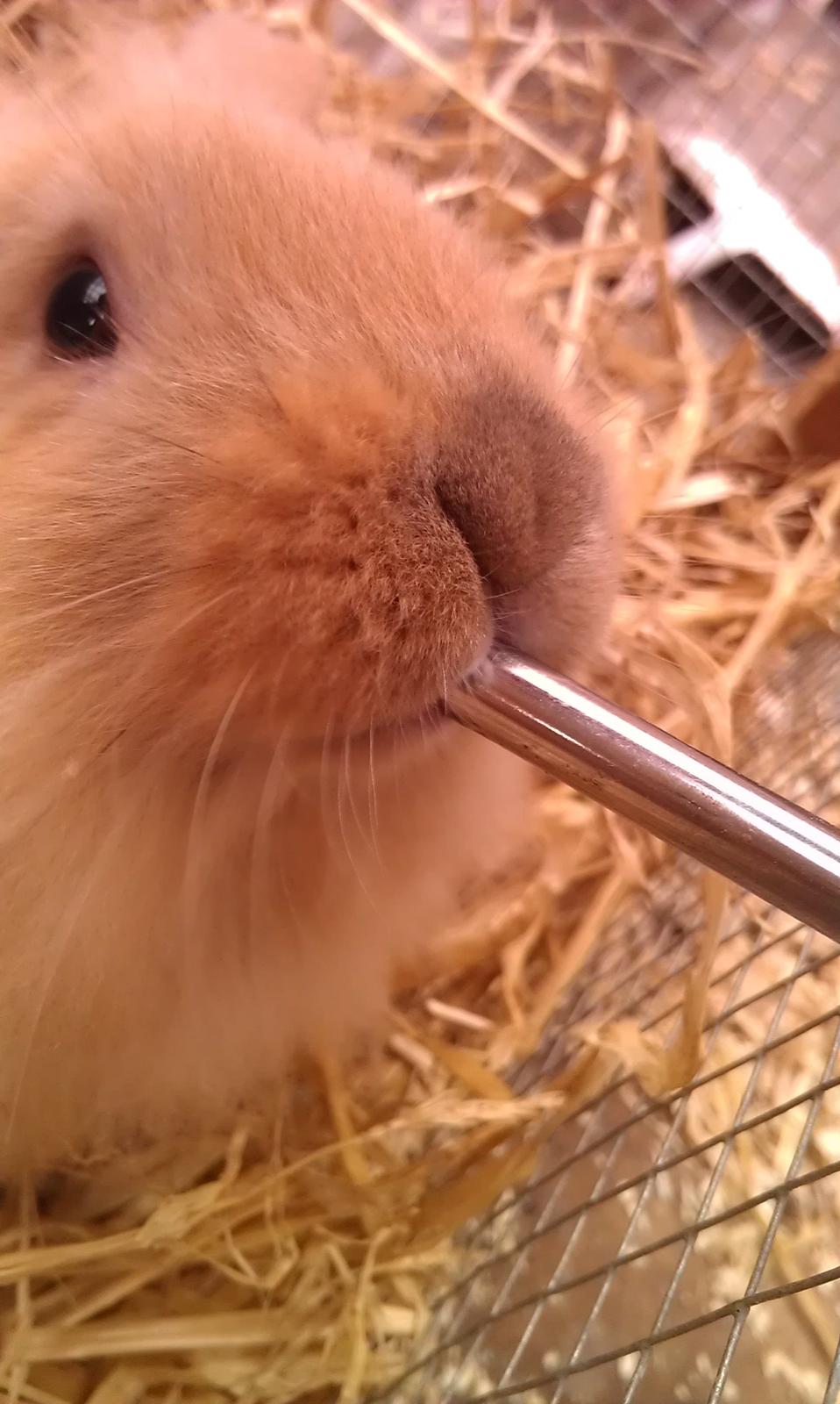 Kanin Tantetuts Malie billede 15