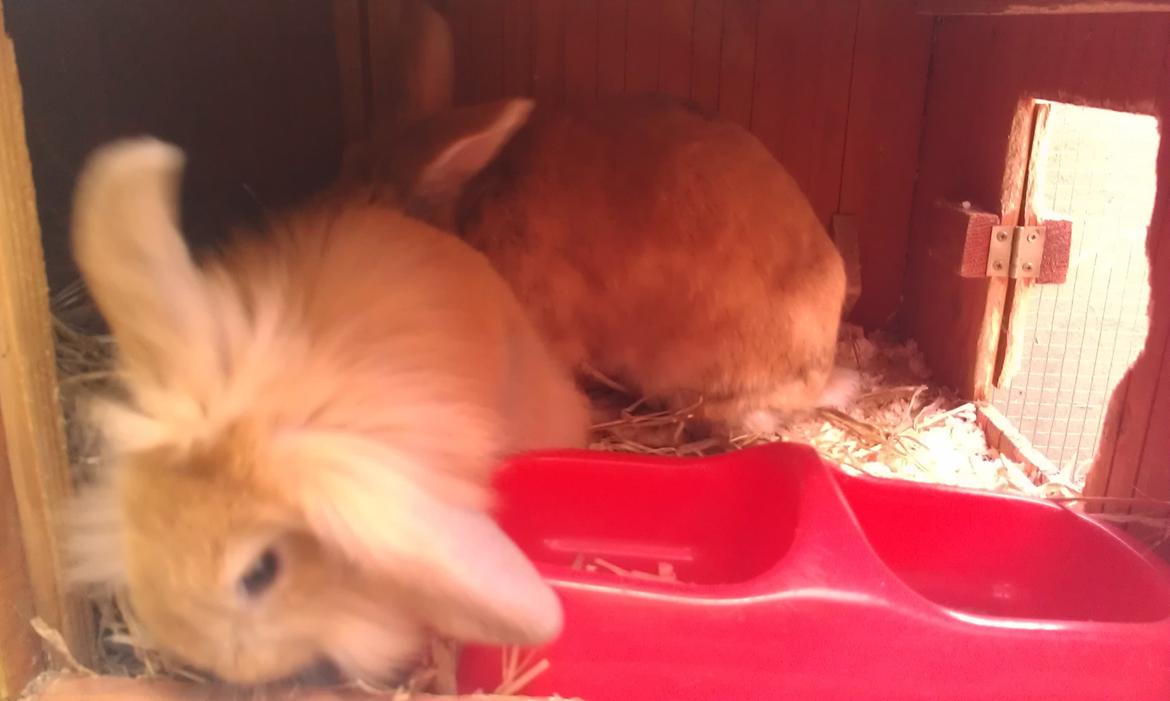 Kanin Tantetuts Malie billede 16