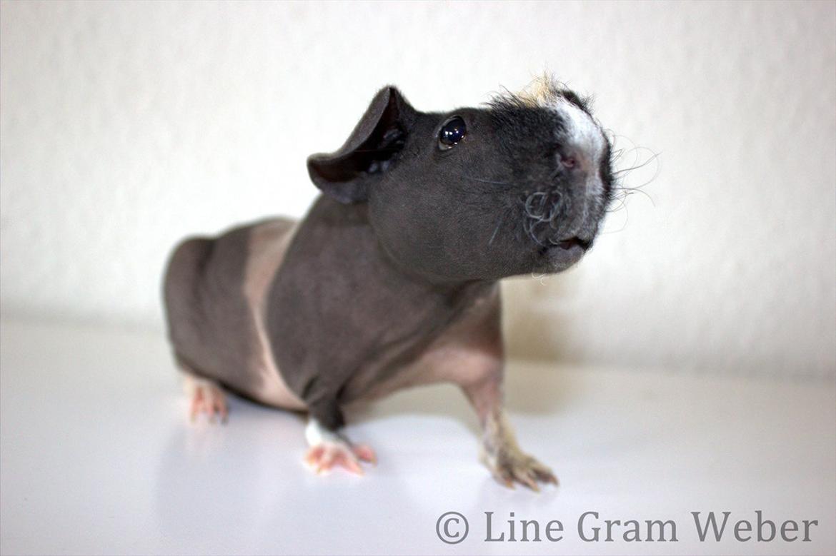 Marsvin Karma´s Afroditte billede 17