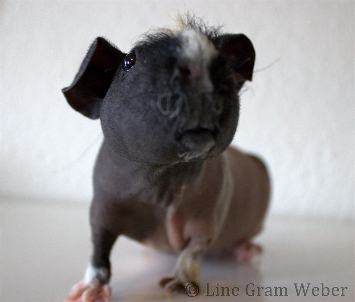 Marsvin Karma´s Afroditte billede 18