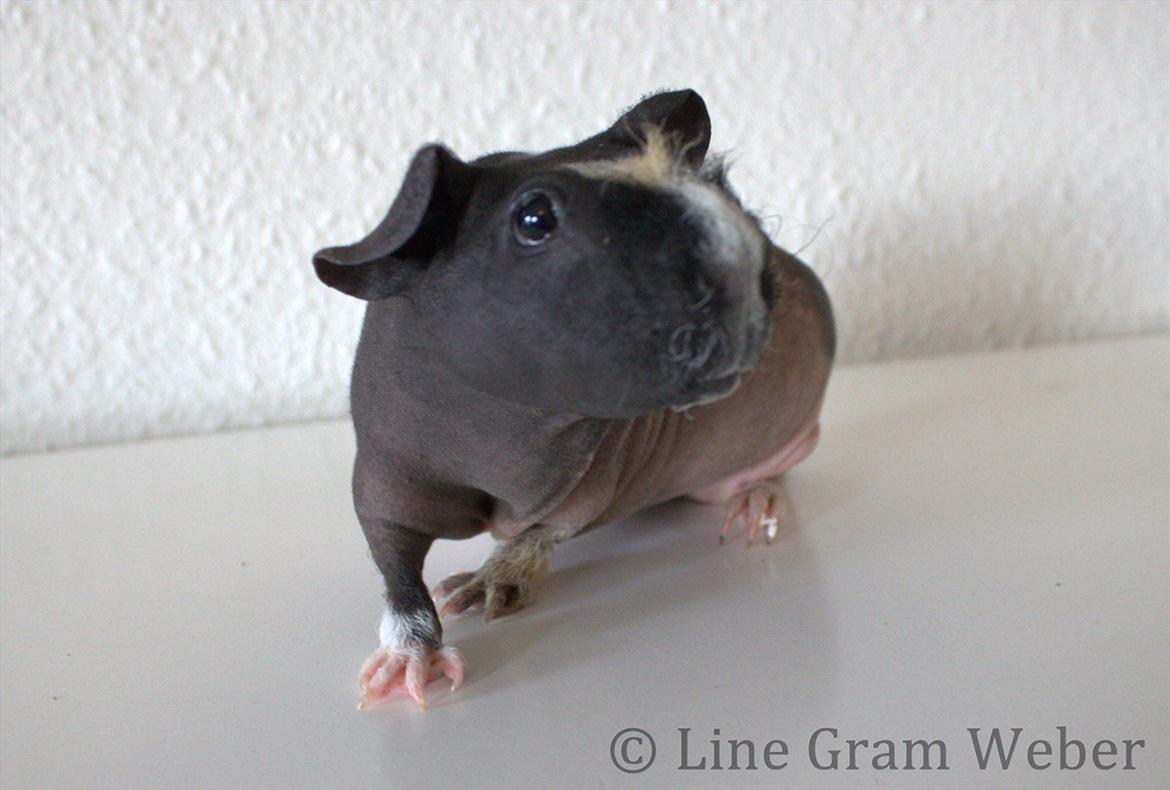 Marsvin Karma´s Afroditte billede 19