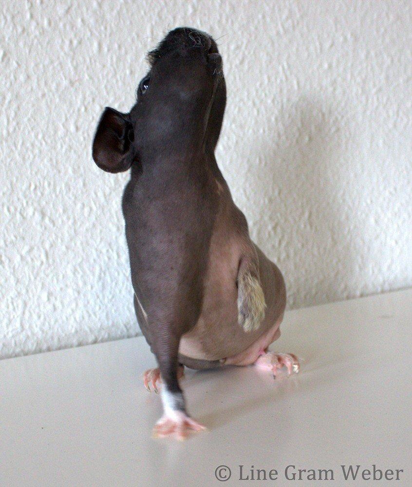 Marsvin Karma´s Afroditte billede 20