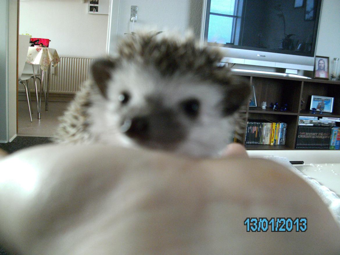 Pindsvin peanut død - peanut 7 uger januar  2013 billede 1