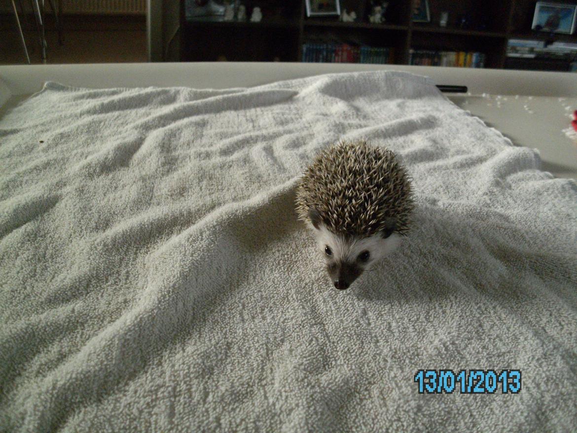 Pindsvin peanut død - peanut 7 uger  januar 2013 billede 2