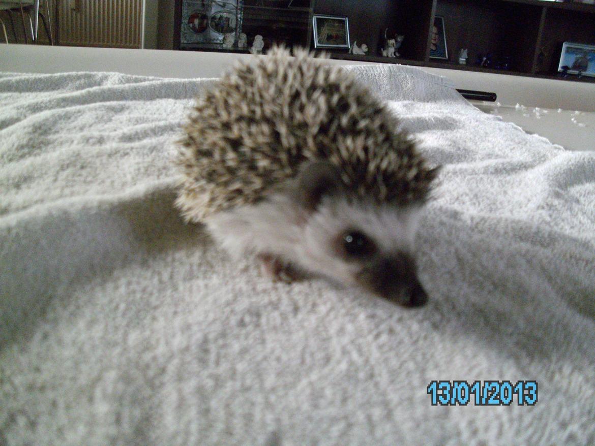 Pindsvin peanut død - januar 2013 billede 4