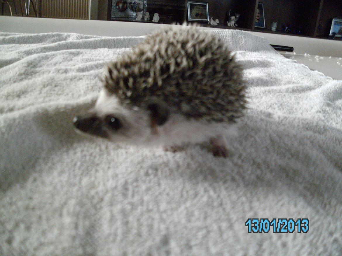 Pindsvin peanut død - januar 2013 billede 5