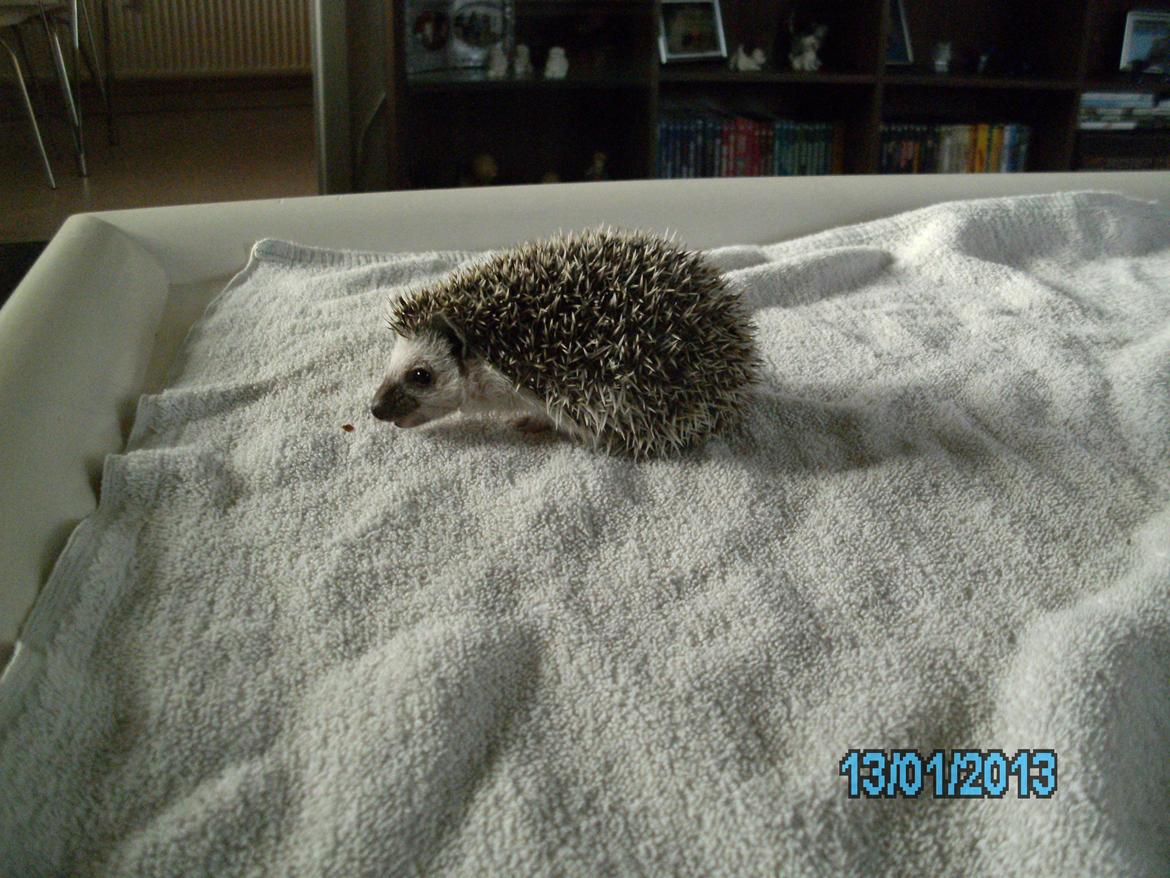 Pindsvin peanut død - januar 2013 billede 6