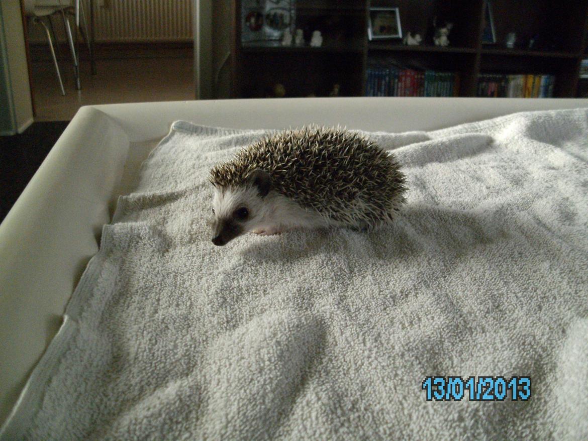 Pindsvin peanut død - januar 2013 billede 7