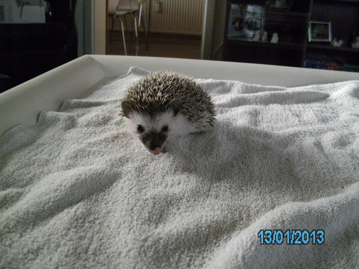 Pindsvin peanut død - januar 2013 billede 8