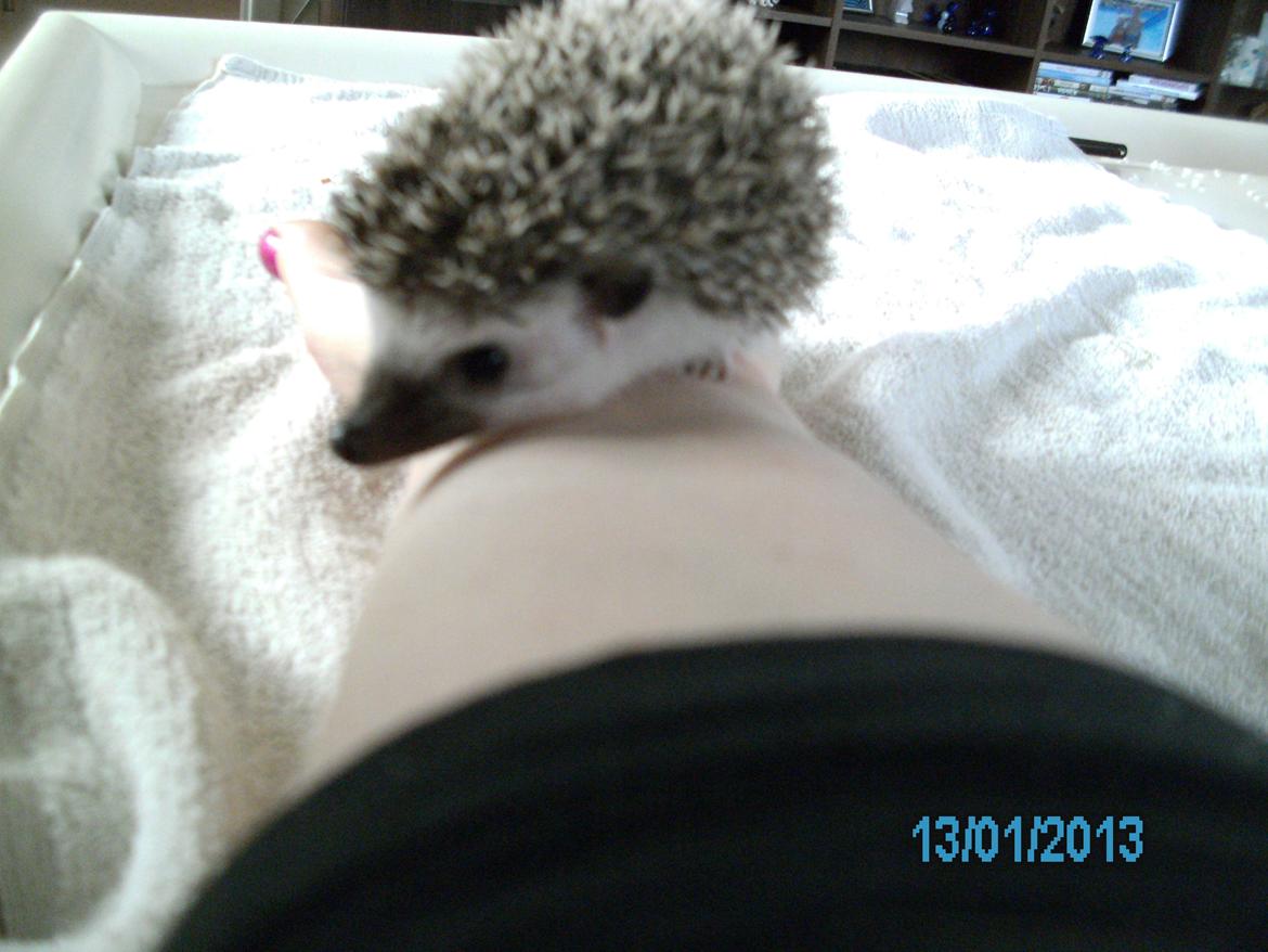 Pindsvin peanut død - januar 2013 billede 9