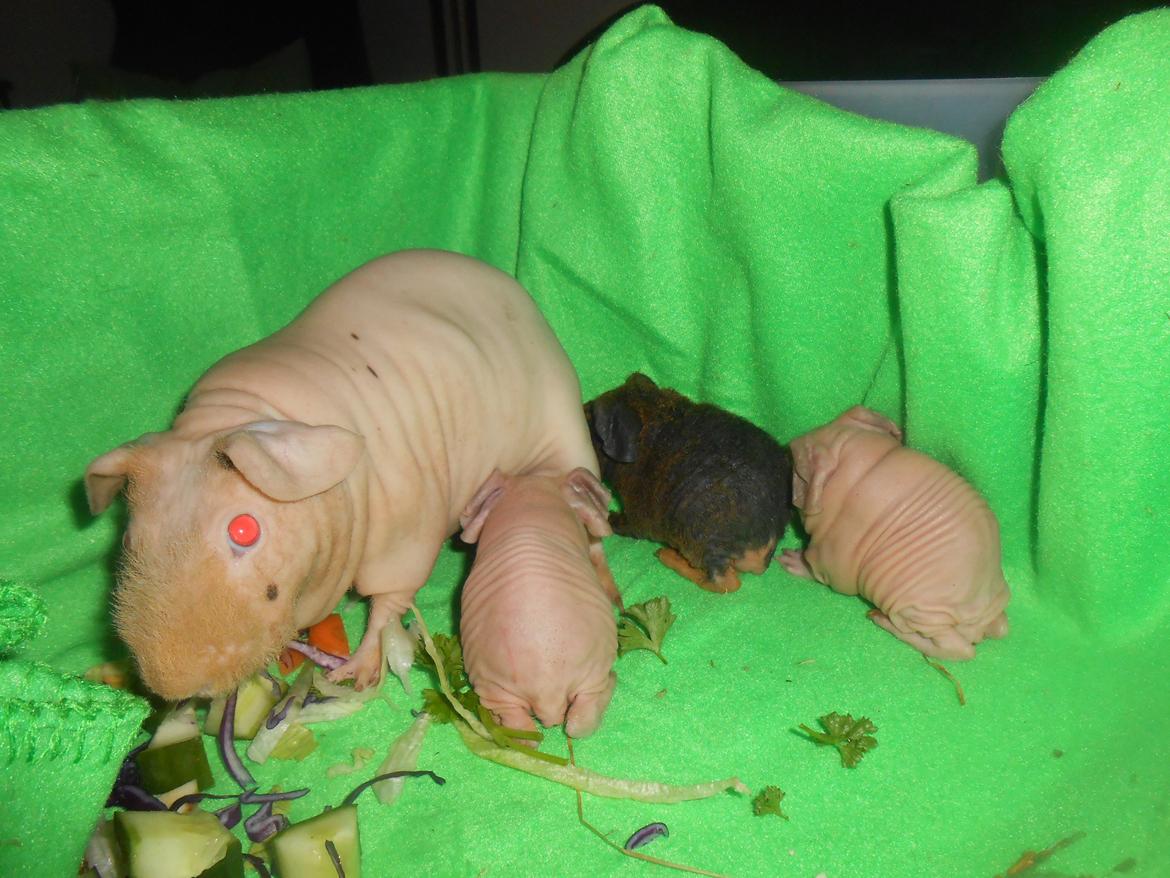 Marsvin - Pinkies Adonis - 12 timer billede 10