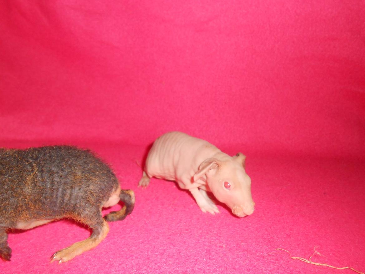 Marsvin - Pinkies Adonis - 2 døgn billede 3