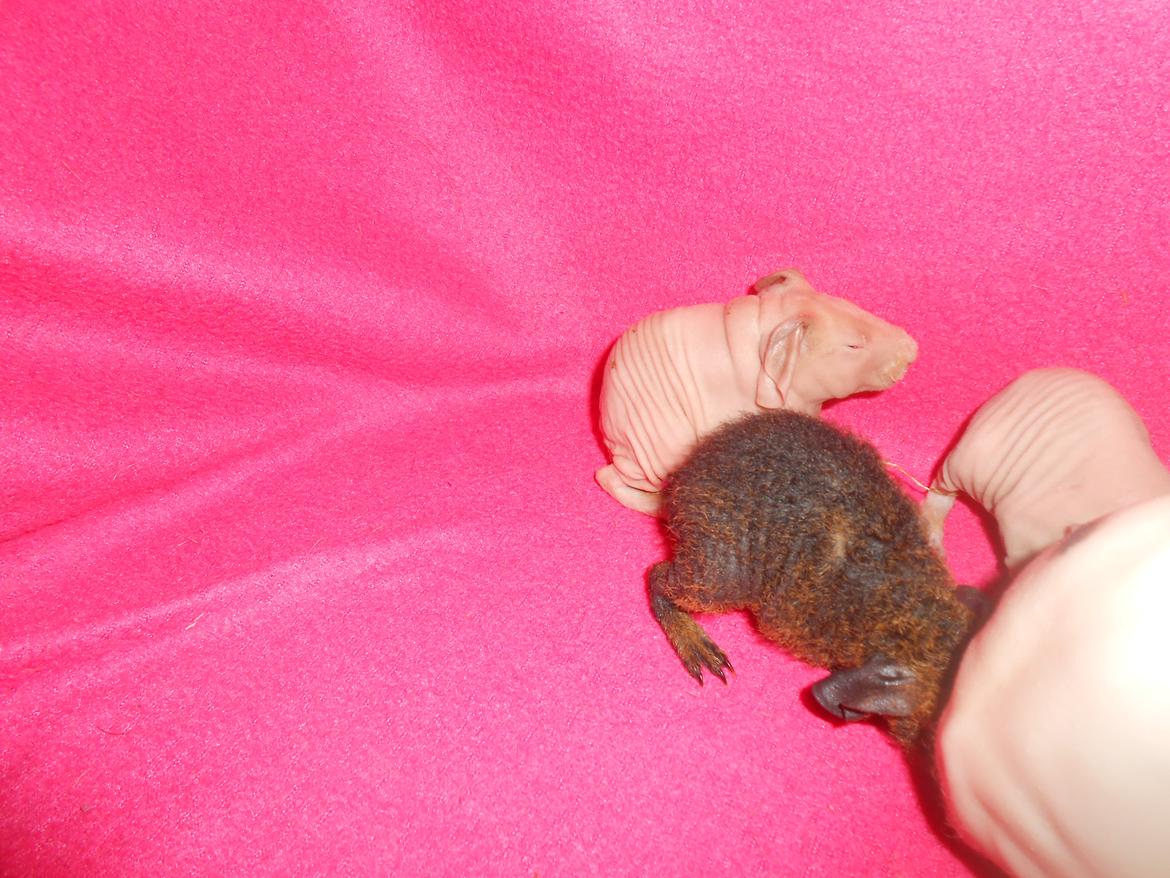 Marsvin - Pinkies Adonis - 2 døgn billede 4