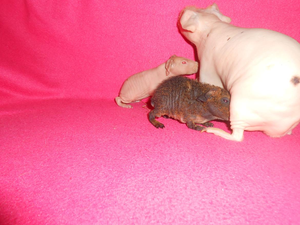 Marsvin - Pinkies Adonis - 2 døgn billede 5