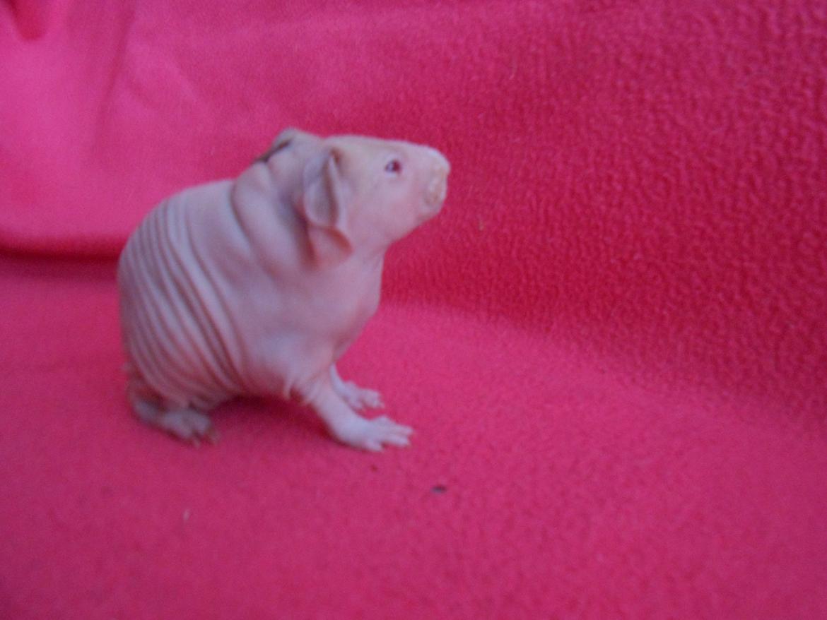 Marsvin - Pinkies Adonis - 2 døgn billede 6