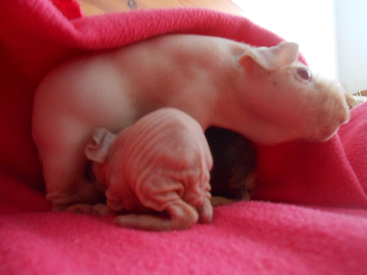 Marsvin - Pinkies Adonis - 2 døgn billede 7