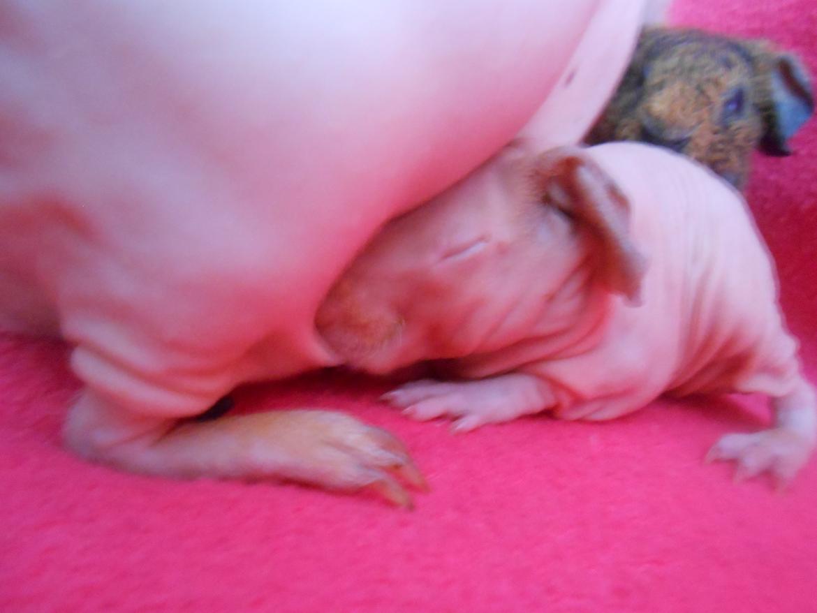 Marsvin - Pinkies Adonis - 2 døgn billede 2