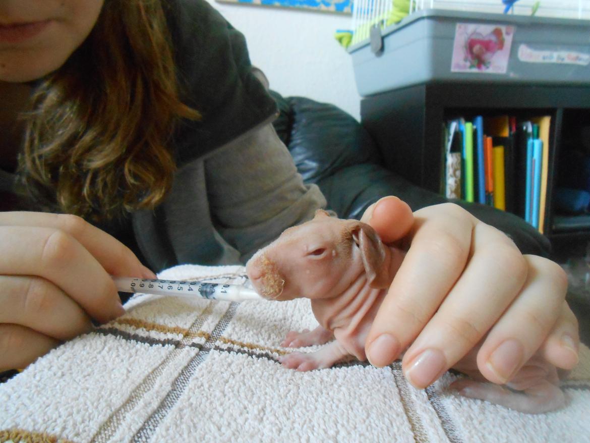 Marsvin - Pinkies Adonis - 2 døgn billede 8