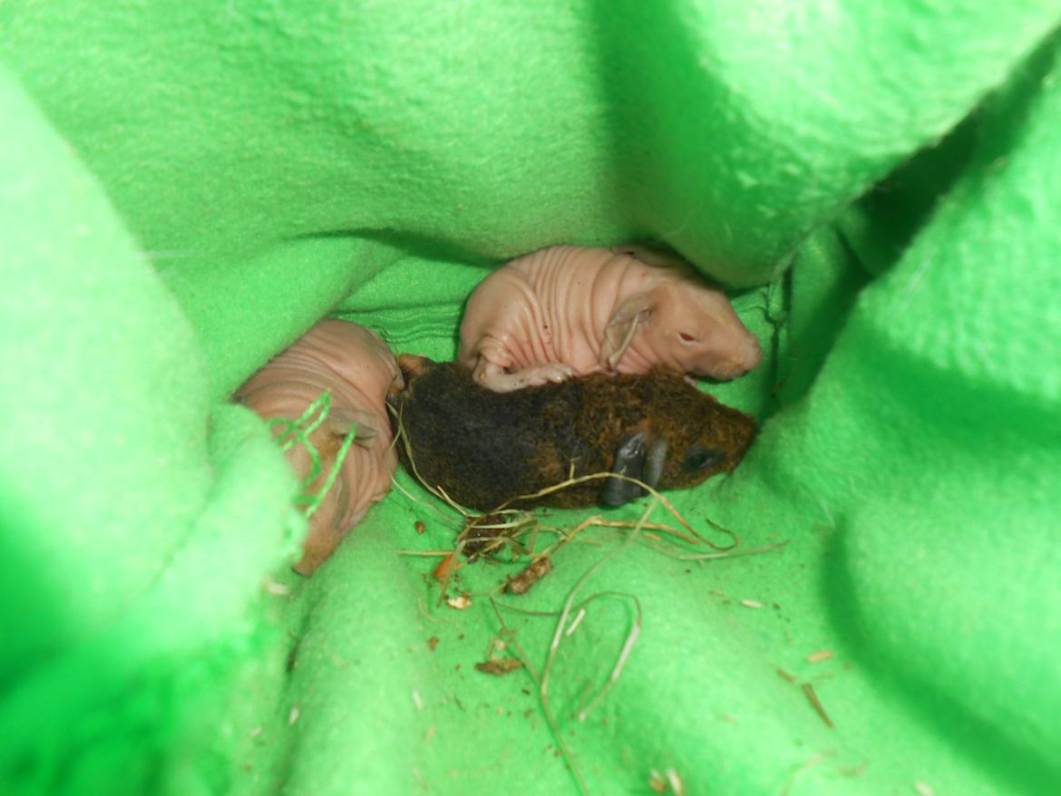 Marsvin - Pinkies Adonis - 4 timer billede 9