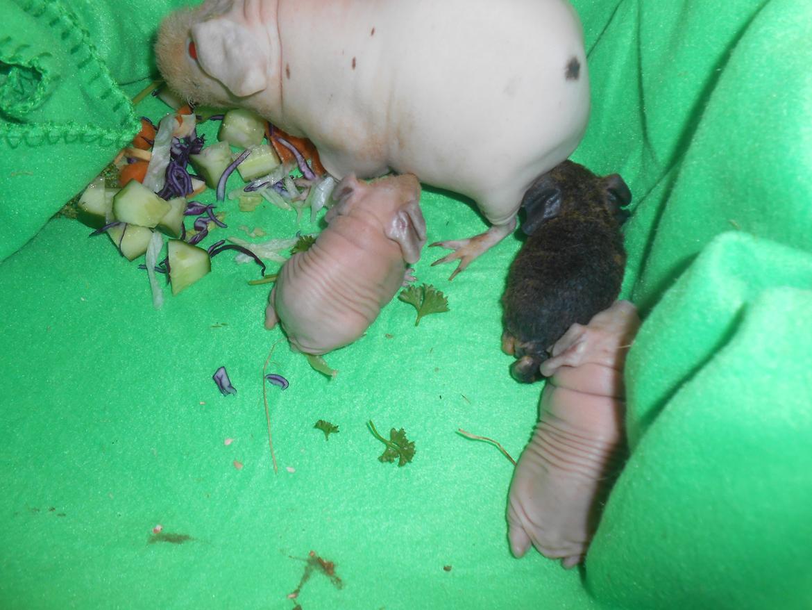 Marsvin - Pinkies Adonis - 12 timer billede 11