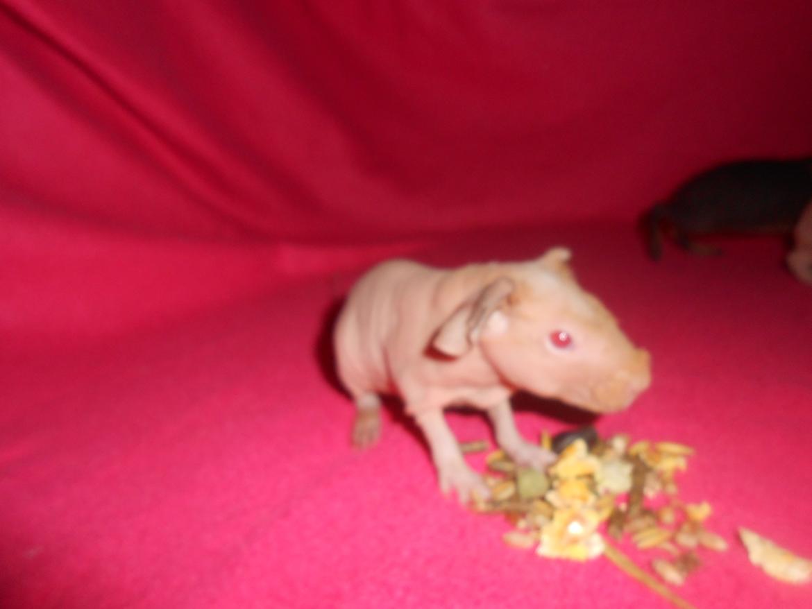 Marsvin - Pinkies Absalon - 2 døgn billede 3