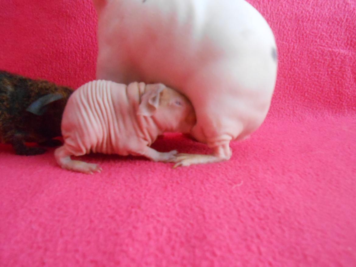 Marsvin - Pinkies Absalon - 2 døgn billede 4