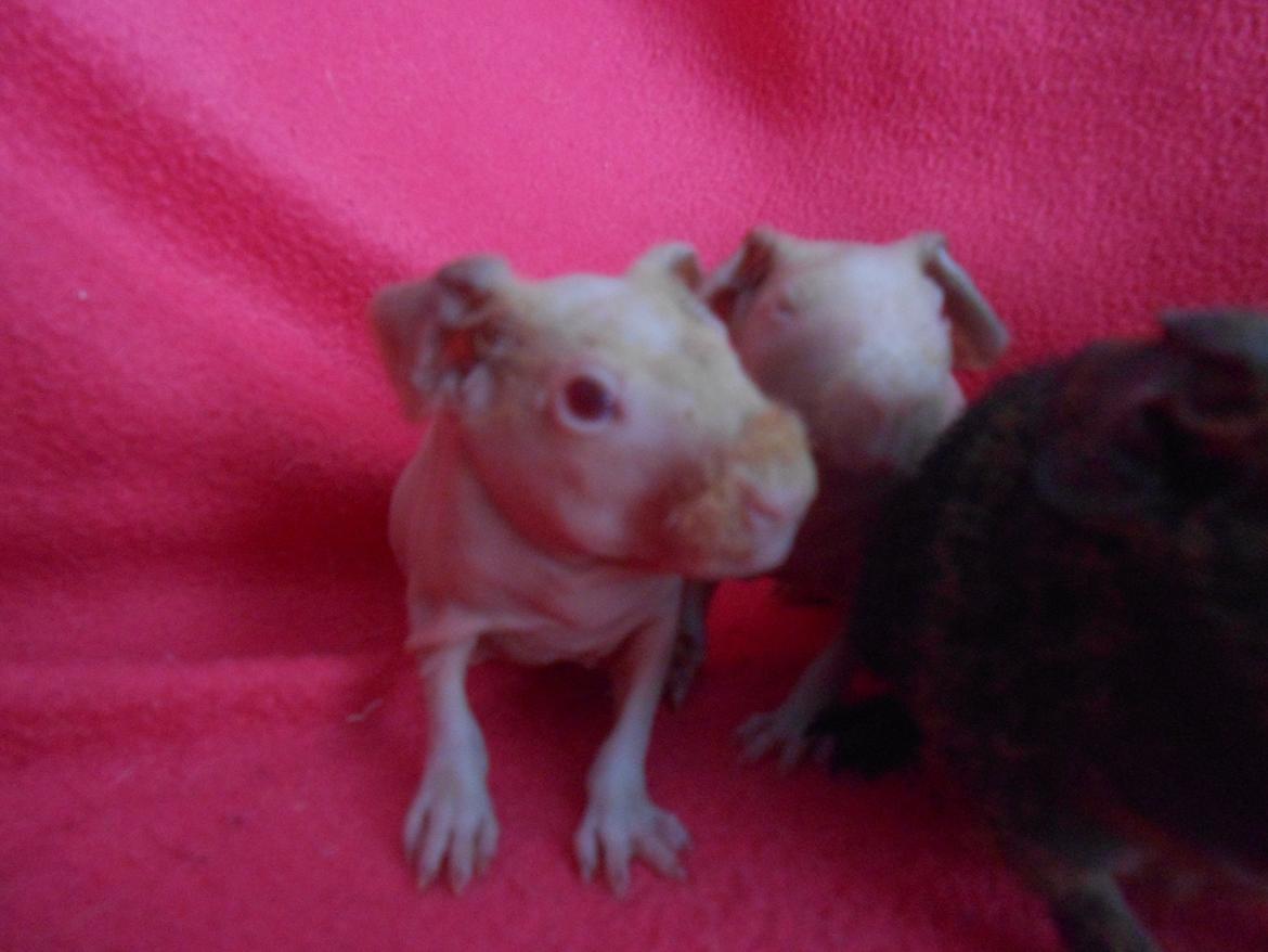 Marsvin - Pinkies Absalon - 2 døgn billede 5