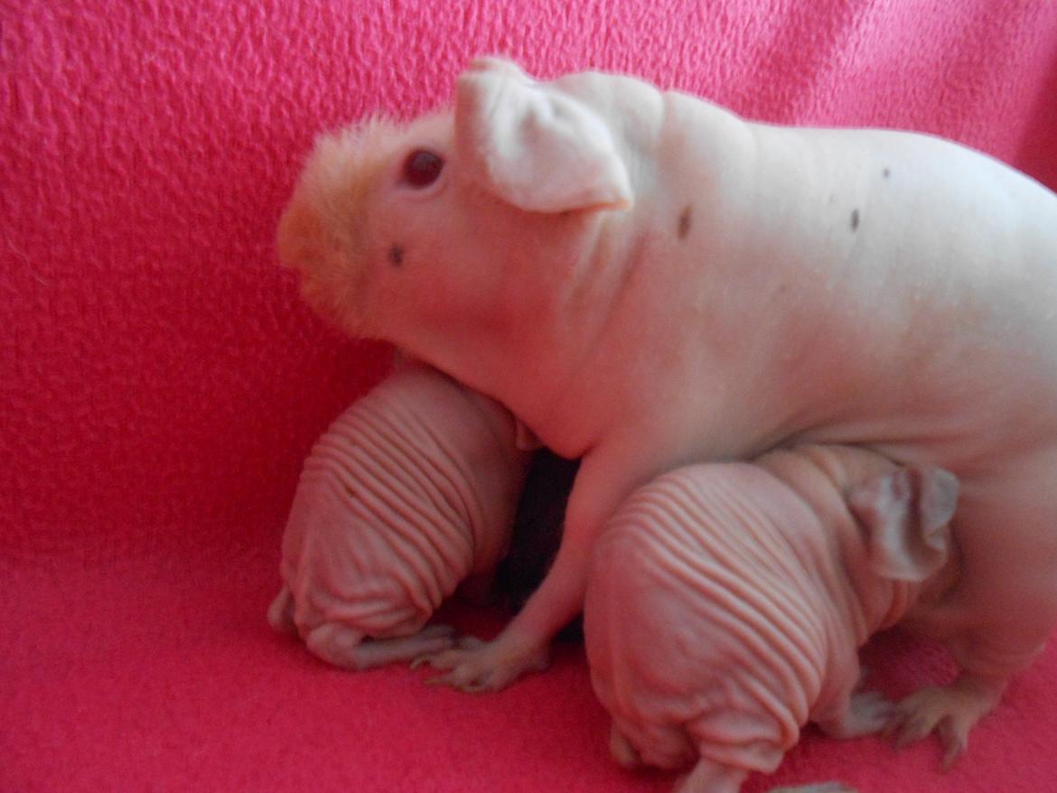 Marsvin - Pinkies Absalon - 2 døgn billede 6